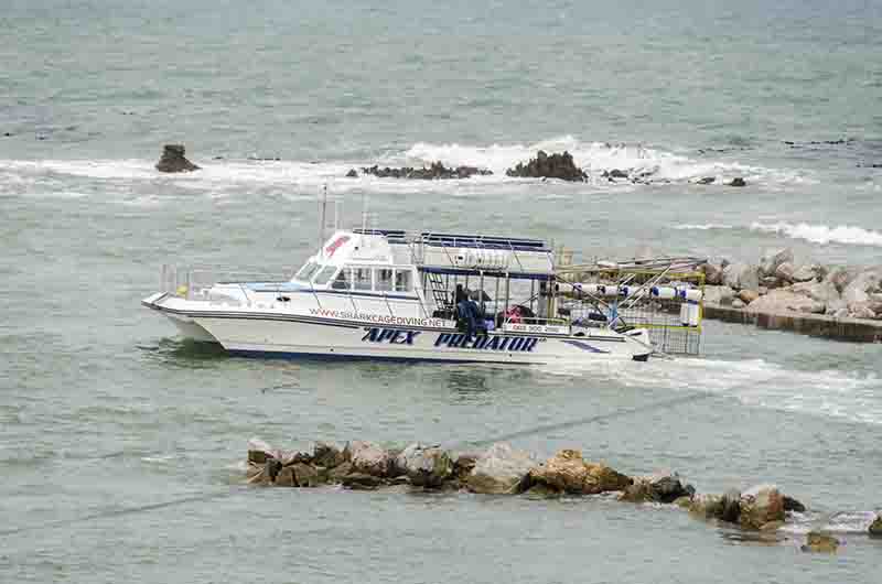 90 - Sudafrica - Gansbaai - Great White Shark Tours - barco Apex Predator